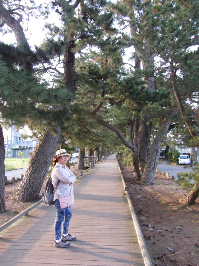 静岡市清水區三保松原 神之道