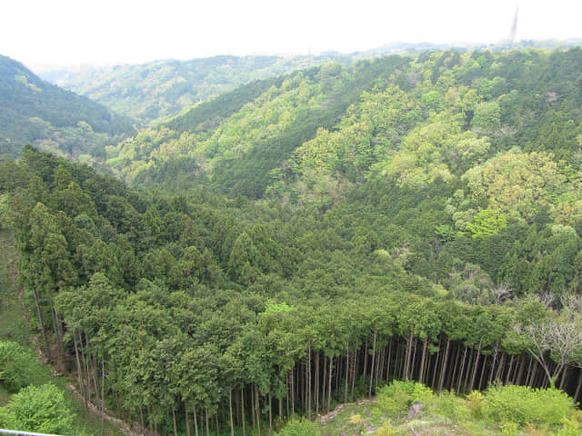 靜岡縣三島市 三島大吊橋 眺望山谷風光