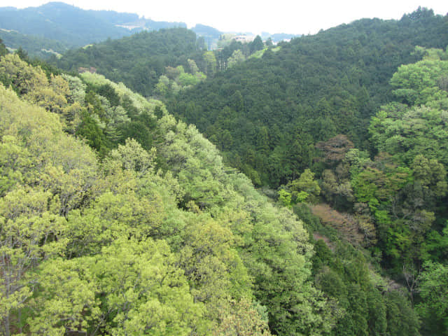 三島大吊橋 (三島 SkyWalk、三島天空步道) 眺望山谷風景