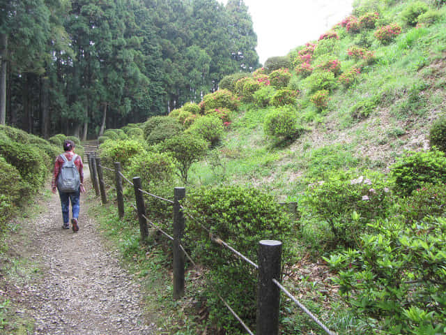 靜岡縣三島市 山中城跡 二之丸 杜鵑花