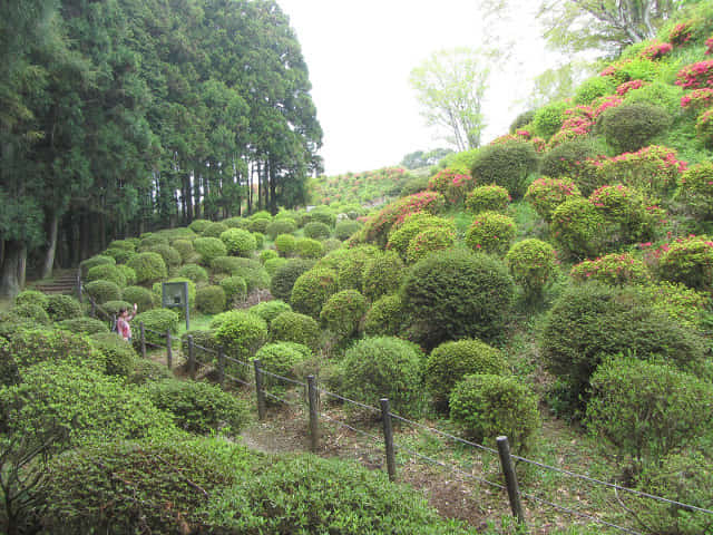 靜岡縣三島市 山中城跡 二之丸 杜鵑花