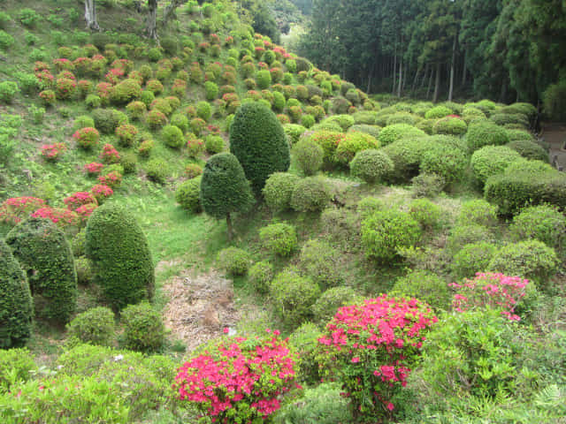 山中城跡二之丸 杜鵑花