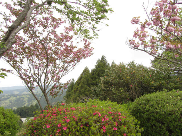 山中城跡．西木戶 櫻花