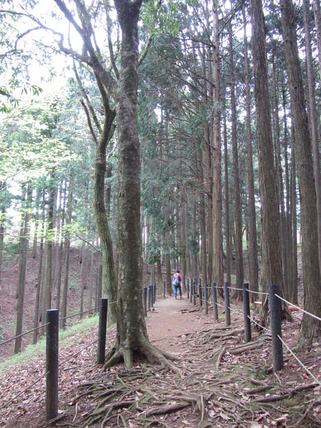 山中城跡沿本丸下的本丸崛旁步道走