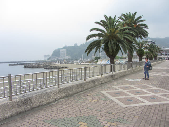 靜岡縣熱海市海岸公園(熱海太陽海灘公園) ジャカランダ遊歩道