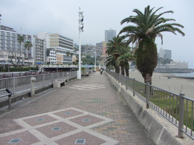 靜岡縣熱海市海岸公園(熱海太陽海灘公園) ジャカランダ遊歩道