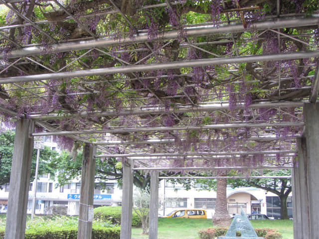 靜岡縣熱海市 サンレモ公園 (San Remo Park) 紫藤花棚