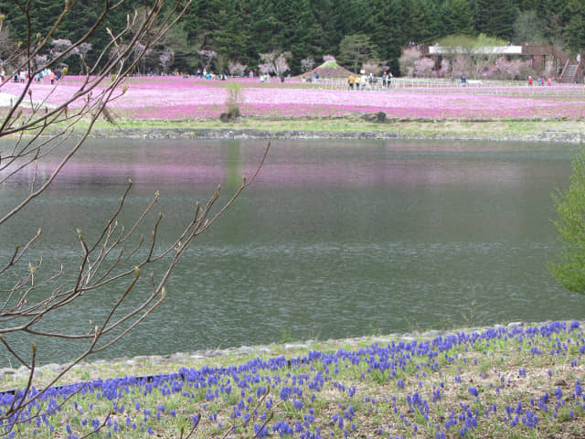 山梨縣 富士芝櫻祭 (富士本栖湖度假區)  竜神池芝櫻