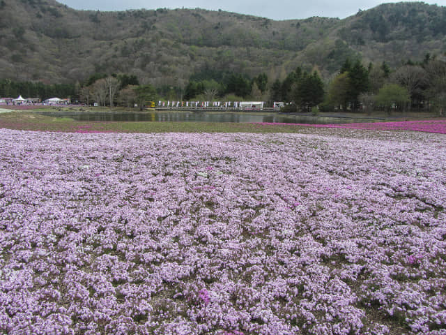 山梨縣 富士芝櫻祭 (富士本栖湖度假區)  竜神池芝櫻