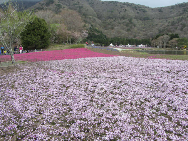 山梨縣 富士芝櫻祭 (富士本栖湖度假區)  竜神池芝櫻