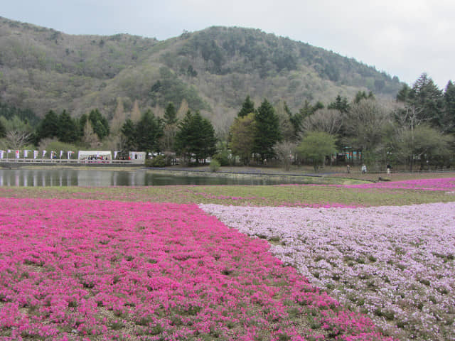 山梨縣 富士芝櫻祭 (富士本栖湖度假區)  竜神池芝櫻