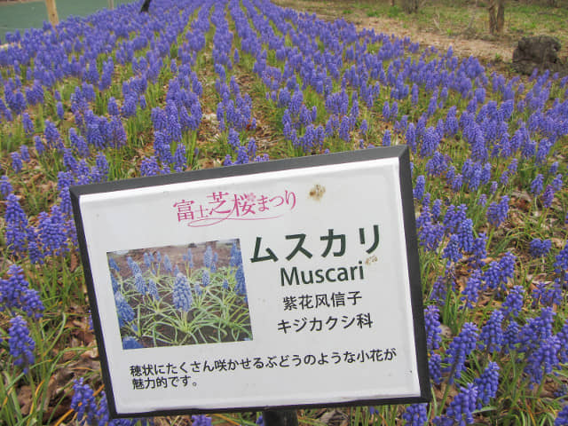 山梨縣 富士芝櫻祭 (富士本栖湖度假區)  風信子花田