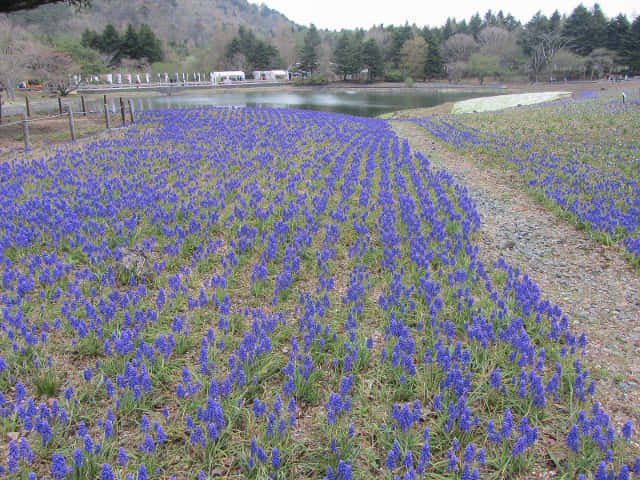 山梨縣 富士芝櫻祭 (富士本栖湖度假區)  風信子花田