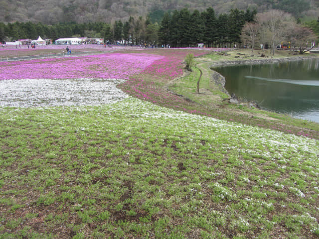 山梨縣 富士河口湖町．富士芝櫻祭 竜神池