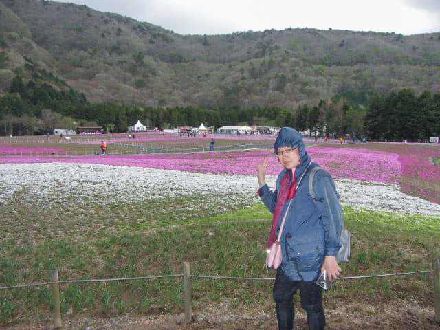 山梨縣 富士河口湖町．富士芝櫻祭