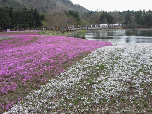 山梨縣 富士河口湖町．富士芝櫻祭