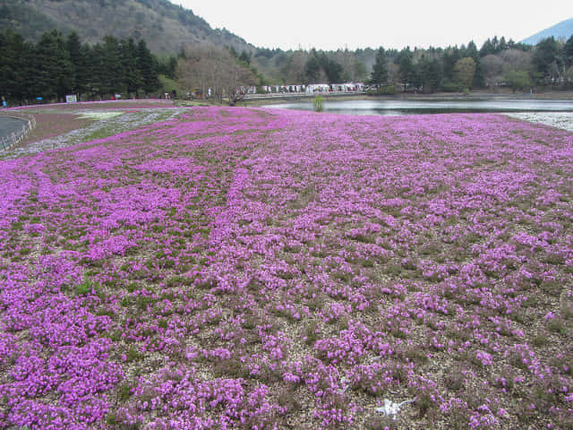 山梨縣 富士河口湖町．富士芝櫻祭