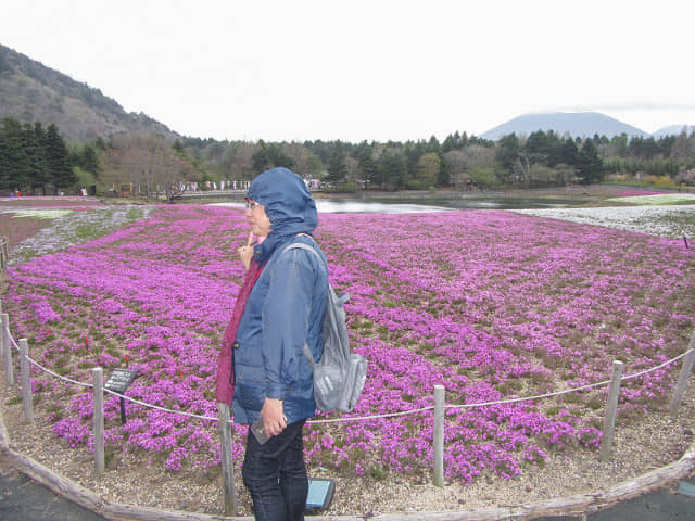 山梨縣 富士河口湖町．富士芝櫻祭會場