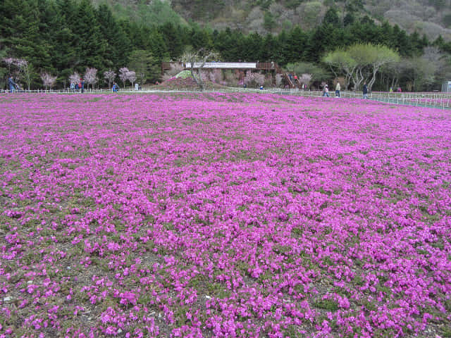 山梨縣 富士河口湖町．富士芝櫻祭會場 