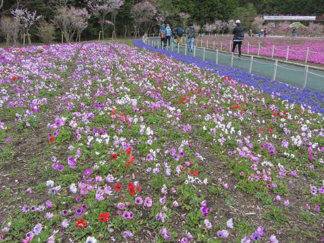 山梨縣 富士河口湖町．富士芝櫻祭會場