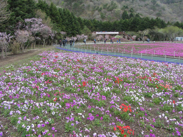 山梨縣 富士河口湖町．富士芝櫻祭會場