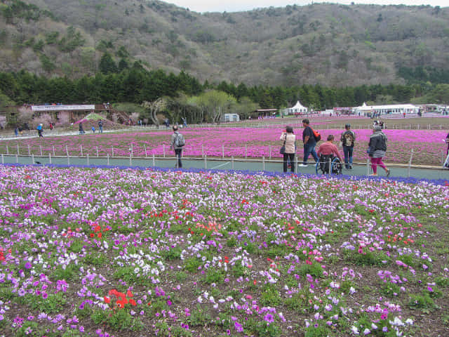 山梨縣 富士河口湖町．富士芝櫻祭會場