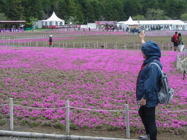 山梨縣 富士河口湖町．富士芝櫻祭會場