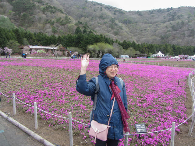 山梨縣 富士河口湖町．富士芝櫻祭會場