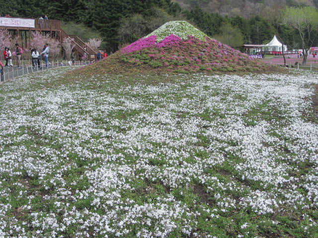 山梨縣 富士河口湖町．富士芝櫻祭會場 芝櫻富士山