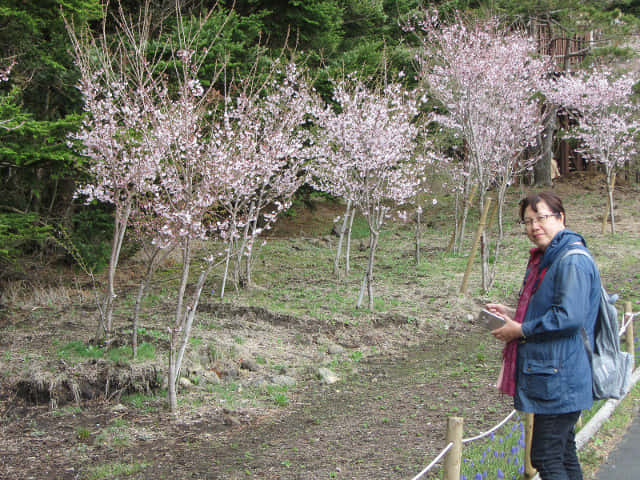 山梨縣 富士河口湖町．富士芝櫻祭會場 櫻花