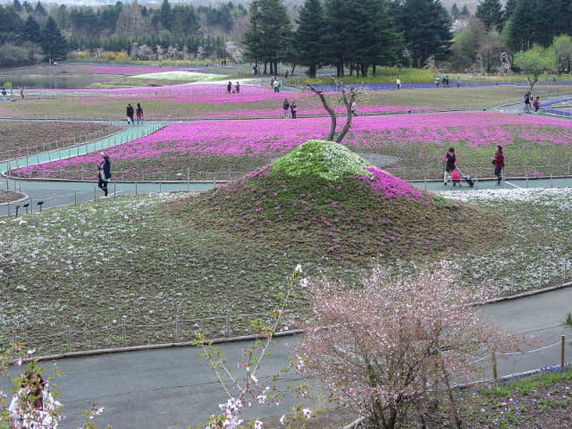 山梨縣 富士河口湖町．富士芝櫻祭