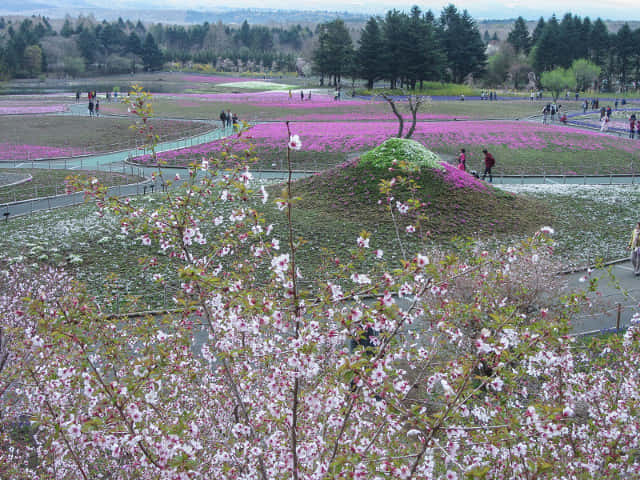 山梨縣 富士河口湖町．富士芝櫻祭