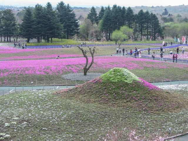 山梨縣 富士河口湖町．富士芝櫻祭會場 芝櫻富士山