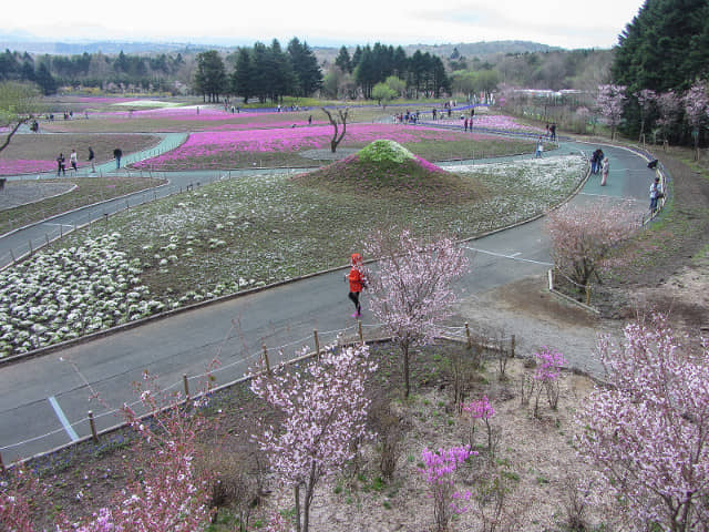 山梨縣 富士河口湖町．富士芝櫻祭會場 芝櫻富士山