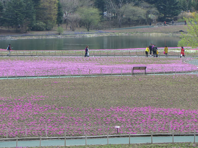 山梨縣 富士河口湖町．富士芝櫻祭