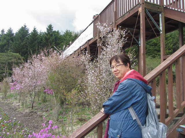 山梨縣 富士芝櫻祭展望台