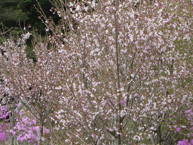 山梨縣 富士芝櫻祭會場 櫻花