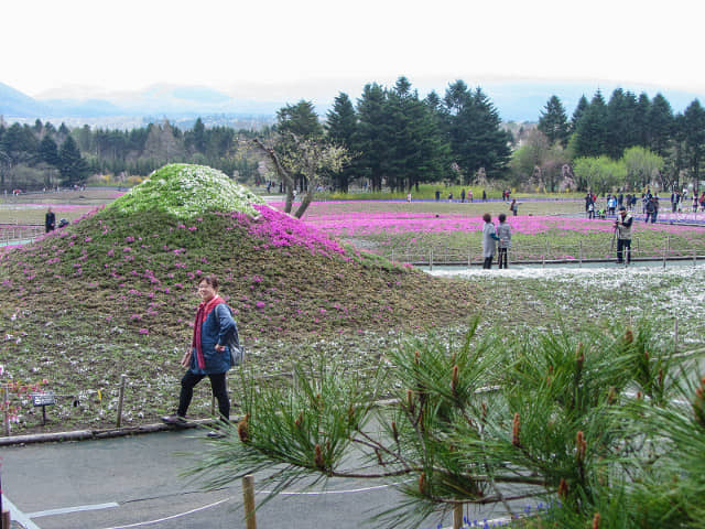 山梨縣 富士芝櫻祭會場 芝櫻富士山