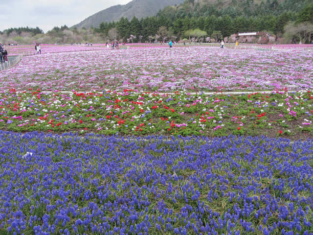 山梨縣 富士芝櫻祭會場