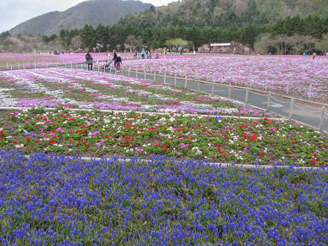 山梨縣 富士芝櫻祭會場