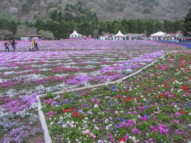 山梨縣 富士芝櫻祭會場