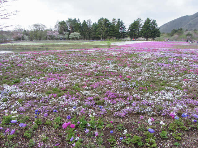 山梨縣 富士芝櫻祭會場