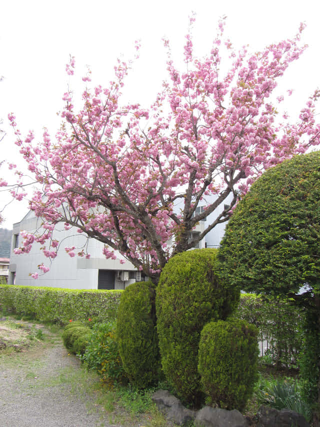 步行往新倉山淺間公園 (新倉富士淺間公園) 櫻花