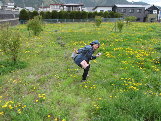 山梨縣富士吉田市 步行往新倉山淺間公園 (新倉富士淺間公園) 花田