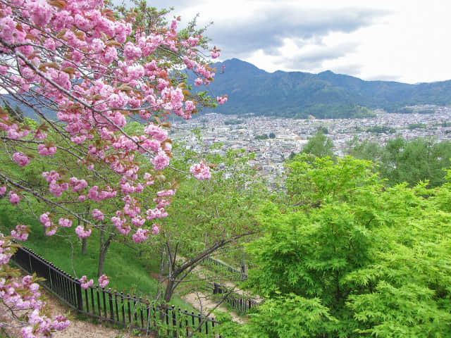 山梨縣富士吉田市 新倉山淺間公園 (新倉淺間公園) 櫻花