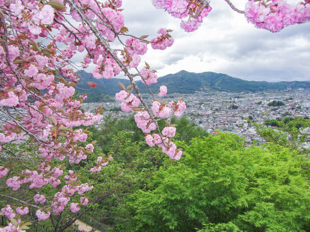 山梨縣富士吉田市 新倉山淺間公園 (新倉淺間公園) 櫻花