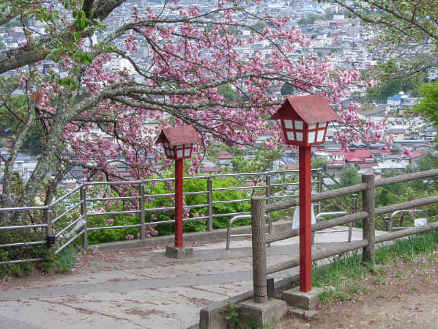 山梨縣富士吉田市 新倉山淺間公園 (新倉淺間公園) 櫻花