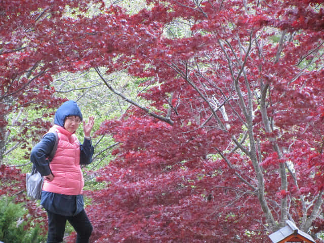 新倉山淺間公園登山口(新倉富士淺間神社参道入口)紅葉