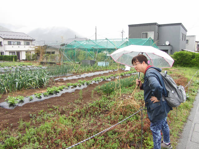 山梨縣 富士吉田市 菜田和房子