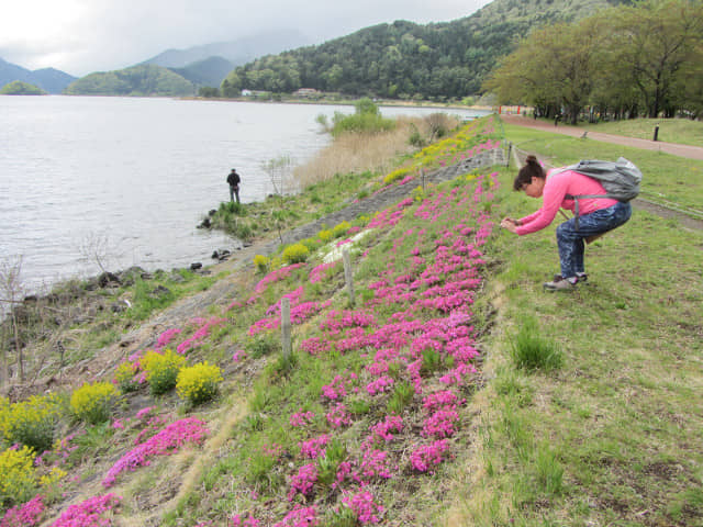 山梨縣富士河口湖町河口地區 湖岸綠地帶